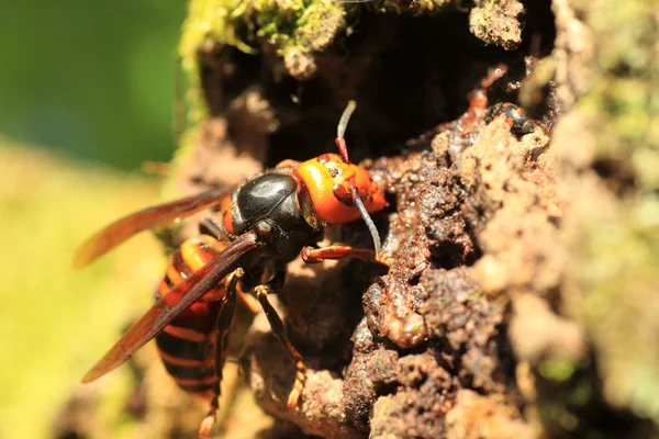 Avispón gigante japonés (Vespa mandarinia) en Japón —  Fotos de Stock