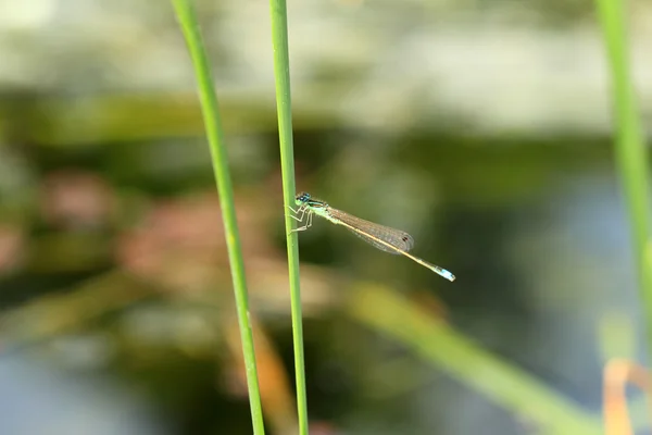 Rabo-azul-comum (schnura senegalensis) no Japão — Fotografia de Stock