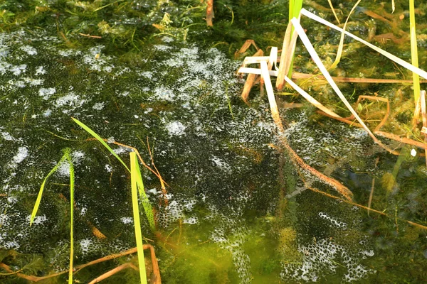 Ovo de Bullfrog americano (Rana catesbeiana) no Japão — Fotografia de Stock