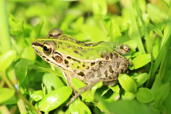 Black-spotted Pond Frog (Pelophylax nigromaculatus) in Japan — Stock Photo, Image