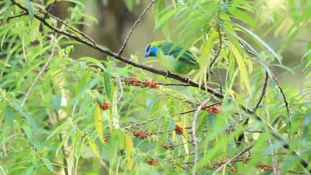 Golden-naped Barbet (Megalaima pulcherrima) i Mt.Kinabalu,Borneo — Stockvideo