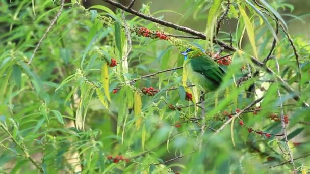 Golden Holdas bajszika (Megalaima pulcherrima), az Mt.Kinabalu,Borneo — Stock videók