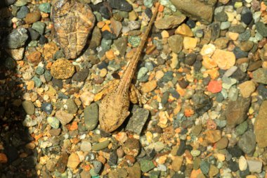 İribaş dağ kahverengi Kurbağa (Rana ornativentris) Japonya'da