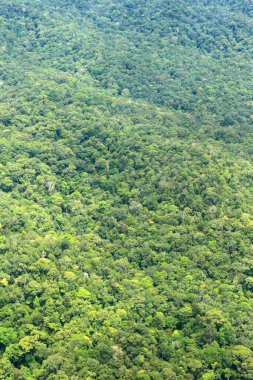 dağ, Borneo (Hava ateş)