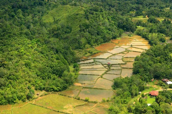 下にご飯とボルネオの山 (空中撮影) — ストック写真