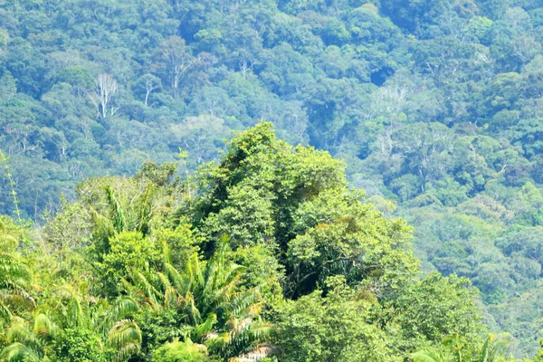 Montagna del Borneo (tiro aereo ) — Foto Stock