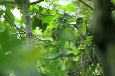 Peri pide (pide nympha) Tayvan