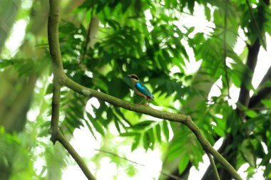 Peri pide (pide nympha) Tayvan