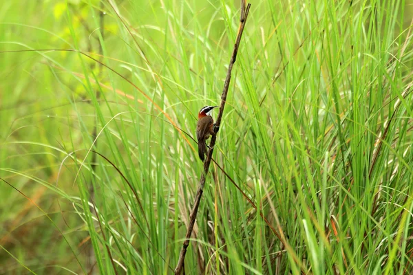 Tajvan szablya áltimália (Pomatorhinus musicus) Tajvanon — Stock Fotó