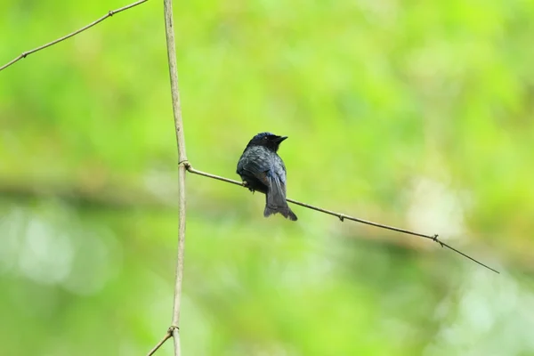 Бронзова Drongo (Dicrurus змія коричнева) в Тайвані — стокове фото