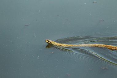 Japonya'da Japon fare yılan (Elaphe climacophora)