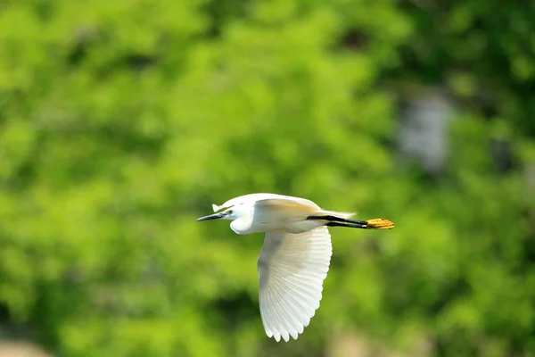 コサギ (Egretta garzetta) 日本で飛んで — ストック写真