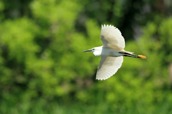 Little egret (Egretta garzetta) flying in Japan — Stock Photo, Image