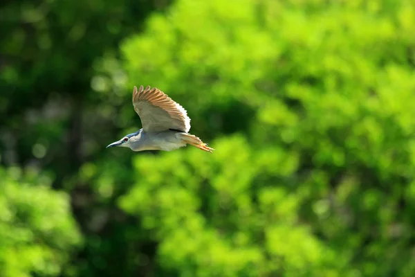 Zwart-gekroond nacht heron (nycticorax nycticorax) in japan — Stockfoto