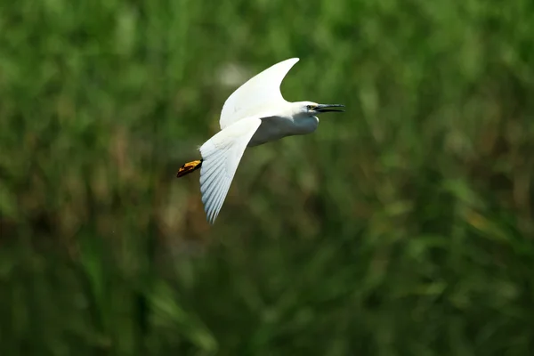 Pequena egret (Egretta garzetta) voando no Japão — Fotografia de Stock