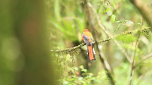 Trogón de Whitehead (Harpactes whiteheadi) en Borneo — Vídeo de stock