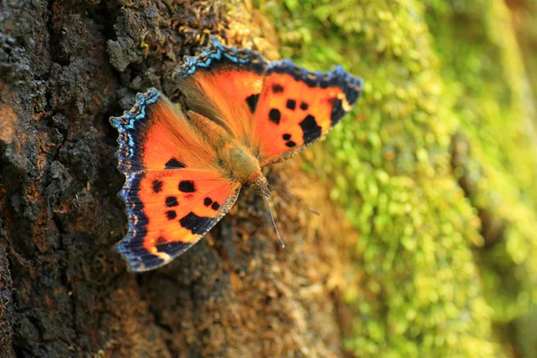 Scarce tortoiseshell (Nymphalis xanthomelas) в Японии — стоковое фото