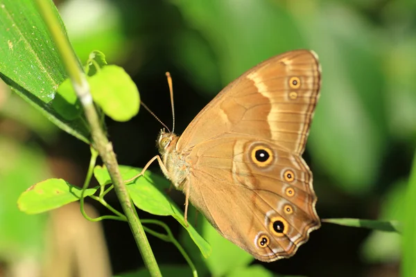 Japoński Treebrown (Lethe sicelis) w Japonii — Zdjęcie stockowe