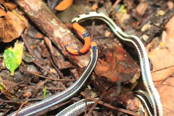 Banded Malesian coral snake (Calliophis intestinalis) in Palawan, Filippiinit — kuvapankkivalokuva