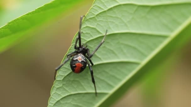 Rotrückenwitwespe (latrodectus hasseltii) in Japan — Stockvideo