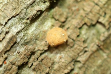 Japonya'da kırmızı arka dul örümceği (latrodectus hasseltii)