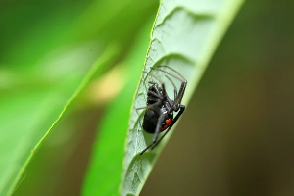 Araignée veuve à dos rouge (Latrodectus hasseltii) au Japon — Photo