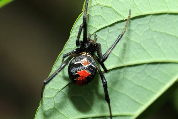 Aranha-viúva-vermelha (Latrodectus hasseltii) no Japão — Fotografia de Stock