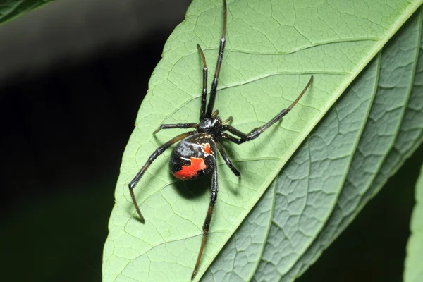 Piros-vissza özvegy pók (latrodectus hasseltii) Japán — Stock Fotó