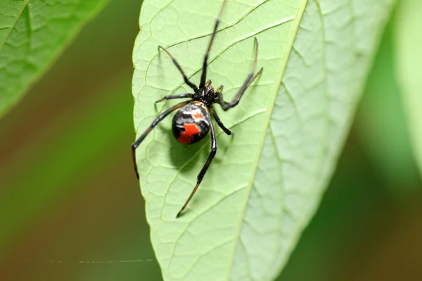 Червоний назад вдова павук (latrodectus hasseltii) в Японії — стокове фото