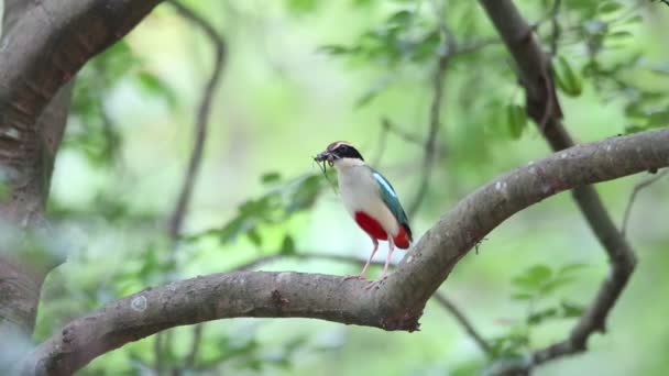 Fata Pitta (Pitta ninfa) a Taiwan — Video Stock