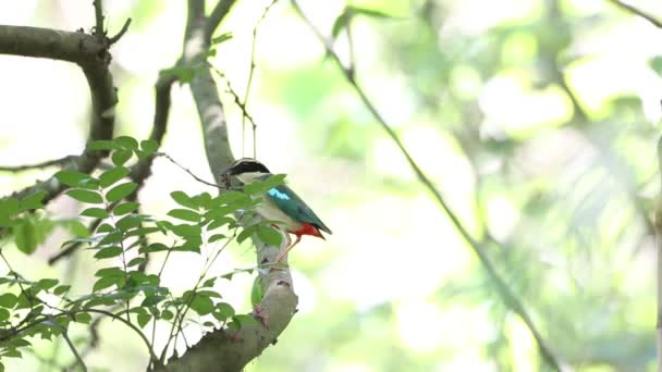 Kurtaczek (pitta nympha) na Tajwanie — Wideo stockowe