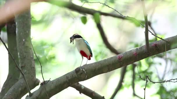 Fairy pitta (pitta nympha) i taiwan — Stockvideo