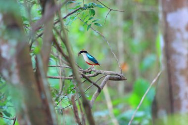 Peri pide (pide nympha) Tayvan