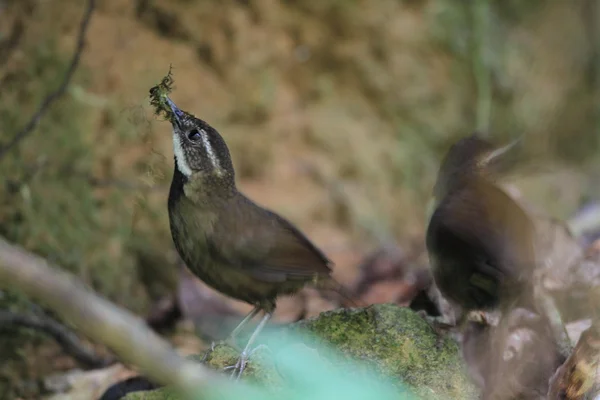 Zaunkönig (oreoscopus gutturalis) in Australien — Stockfoto