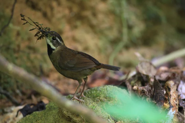 Fernwren (Oreoscopus gutturalis) en Australia — Foto de Stock