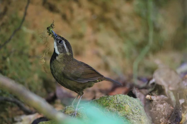 Zaunkönig (oreoscopus gutturalis) in Australien — Stockfoto