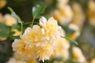 Banksia gül (Rosa banksiae)