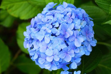 Ortanca (Hydrangea macrophylla) Japonya'da Fransız