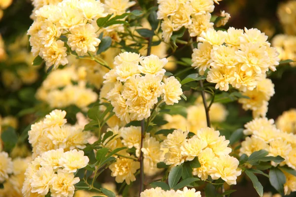 Banksia roos (Rosa banksiae) — Stockfoto