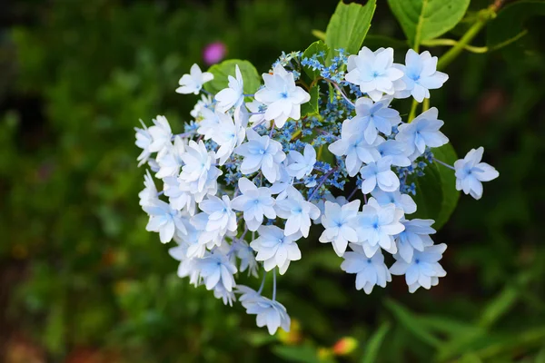 Lacecap hydrangea (Hydrangea macrophylla normalis ) in Japan — Stock Photo, Image