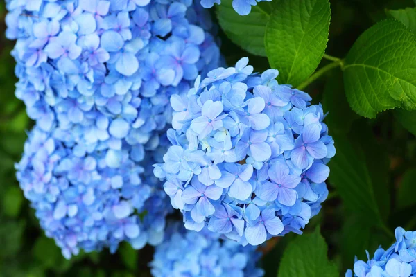 French hydrangea (Hydrangea macrophylla) in Japan — Stock Photo, Image