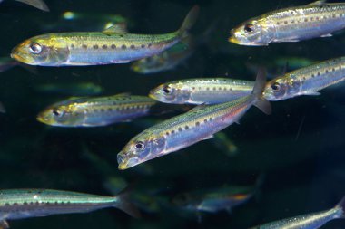 Japonya'da Japon hamsi (Engraulis japonicus)