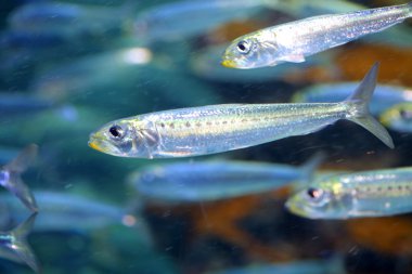 Japonya'da Japon hamsi (Engraulis japonicus)