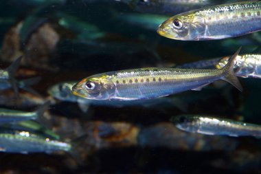 Japonya'da Japon hamsi (Engraulis japonicus)