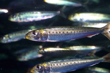 Japonya'da Japon hamsi (Engraulis japonicus)