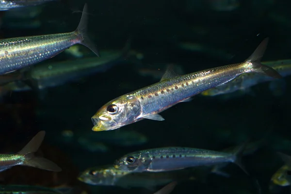 Japoński anchois (Engraulis japonicus) w Japonii — Zdjęcie stockowe