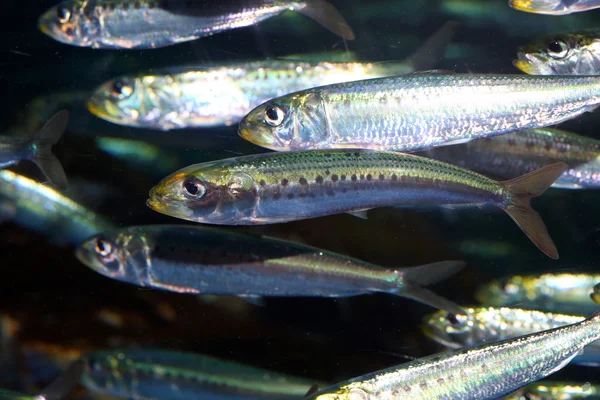 Japanese anchovy (Engraulis japonicus) in Japan — Stock Photo, Image