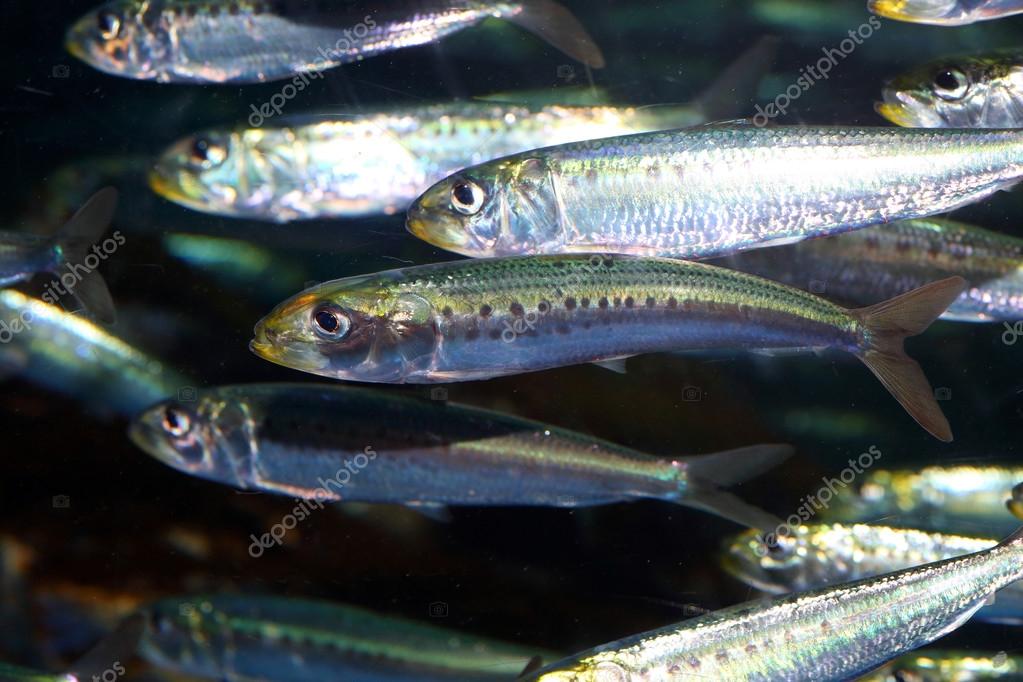 Anchois japonais (Engraulis japonicus) au Japon image libre de droit