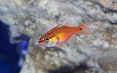 Japonya'da Half-lined Kardinal (Apogon semilineatus)
