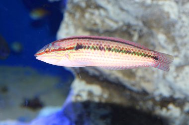 multicolorfin rainbowfish (parajulis poecilopterus), Japonya